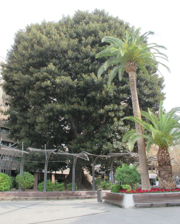 Arboles de la plaza Santo Domingo