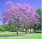 Jacara nda mimosefolia