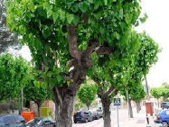 Morus Alba. Variedades Fruitless 