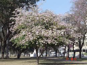 Bauhinia Candicans