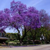 Jacaranda mimosefolia