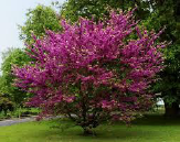 Cercis siliquastrum