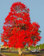 Brachichyron acerifolium