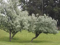 Elaeagnus angustifolia