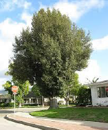 Lagunaria patersonii