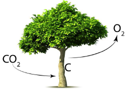 El árbol y el CO2